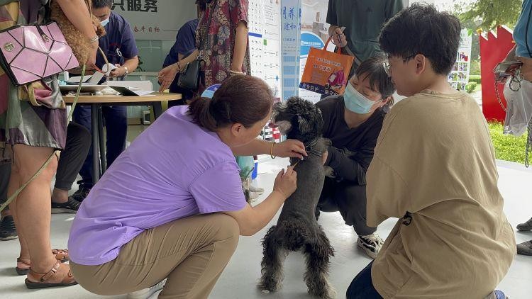 家门口给爱犬上户口一站式服务到身边