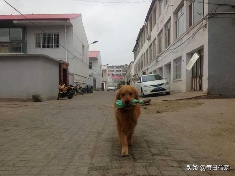 下雨天忘记带伞金毛冒着大雨给主人送伞网友：成精了