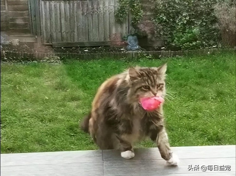 太浪漫！猫咪连续十几天给邻居送花这年头连猫咪都比你会撩妹