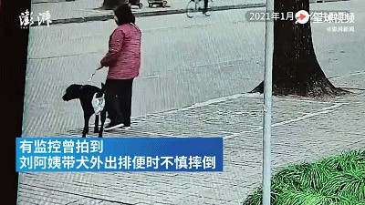 导盲犬无处容身因排便问题遭驱赶人心狭隘