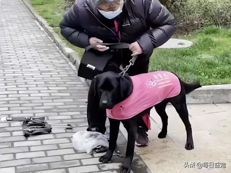 导盲犬无处容身因排便问题遭驱赶人心狭隘