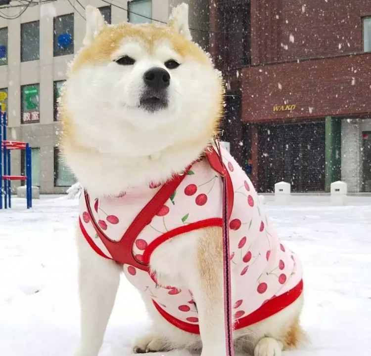 铲屎官陪伴八岁老犬玩雪看狗狗享受模样主人忧心爱犬晚年！