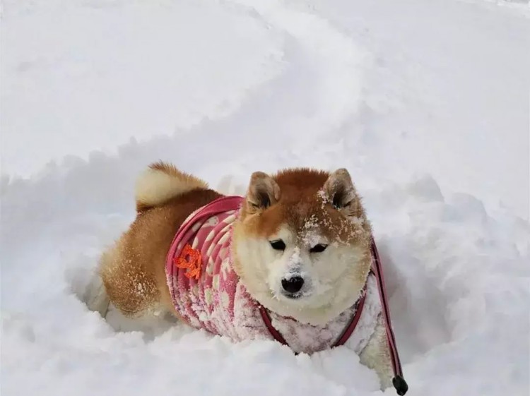 铲屎官陪伴八岁老犬玩雪看狗狗享受模样主人忧心爱犬晚年！