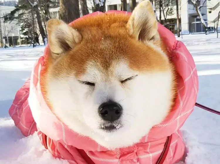 铲屎官陪伴八岁老犬玩雪看狗狗享受模样主人忧心爱犬晚年！