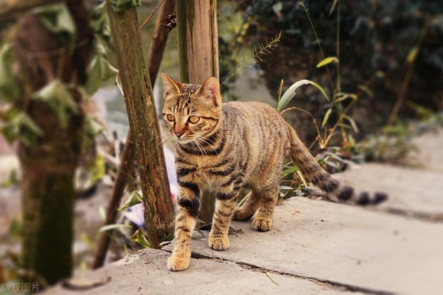 猫狸花猫是中国国际认证的品种