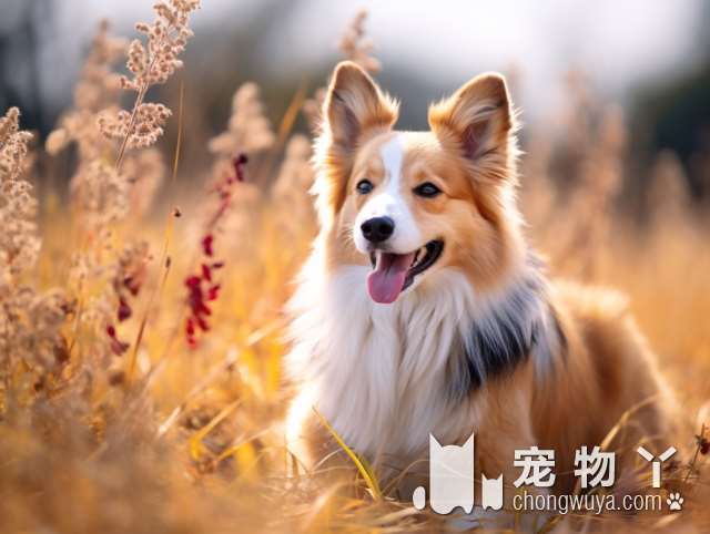 苏格兰牧羊犬的人气下降？