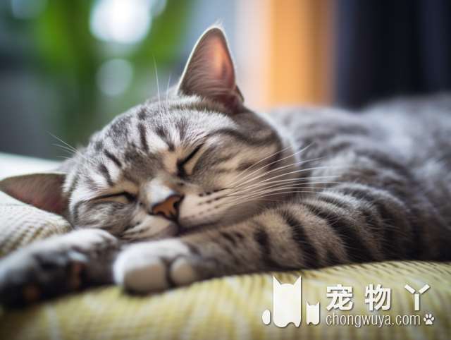 无毛猫好繁殖吗？